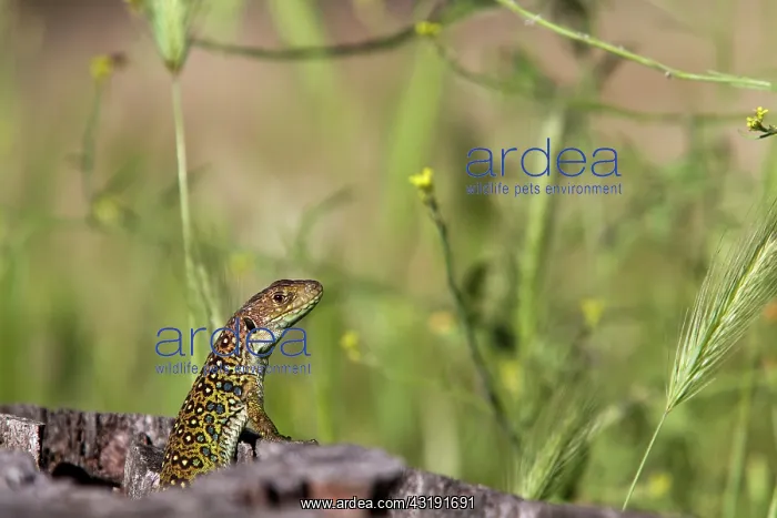 : Ocellated Lizard : Ocellated Lizard