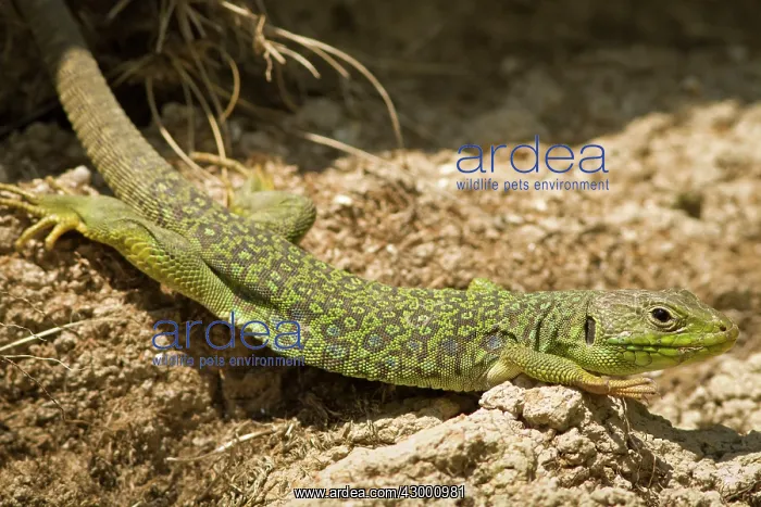 : Ocellated Lizard - sunbathing : Ocellated Lizard - sunbathing