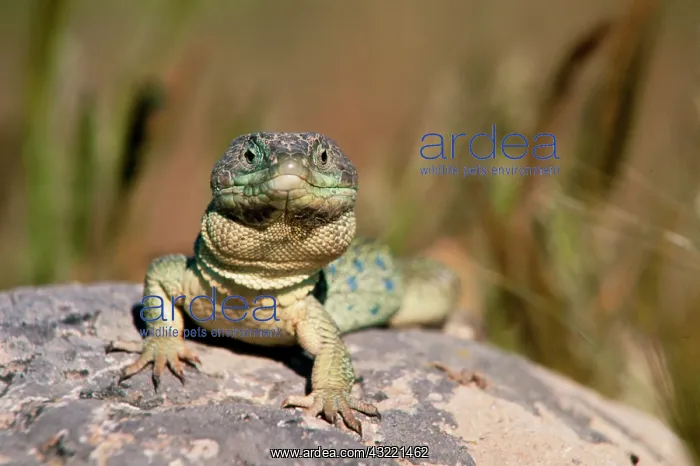 : Ocellated lizard taking a sun bath Extremadura Spainoc : Ocellated lizard taking a sun bath Extremadura Spainoc