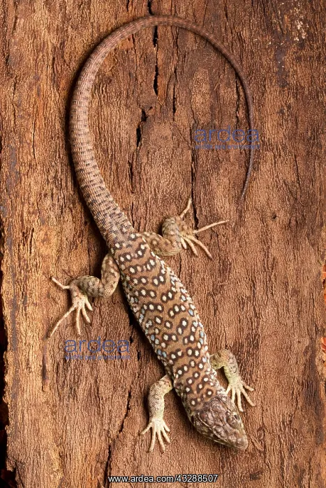 : Ocellated Lizard (Timon lepidus) : Ocellated Lizard (Timon lepidus)