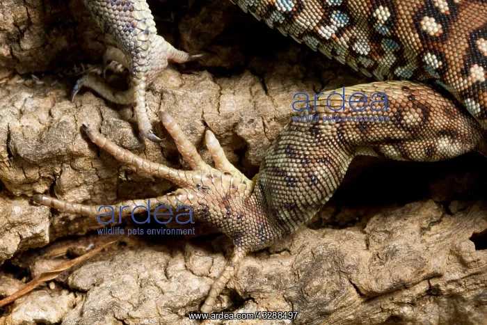 : Ocellated Lizard (Timon lepidus) foot detail : Ocellated Lizard (Timon lepidus) foot detail