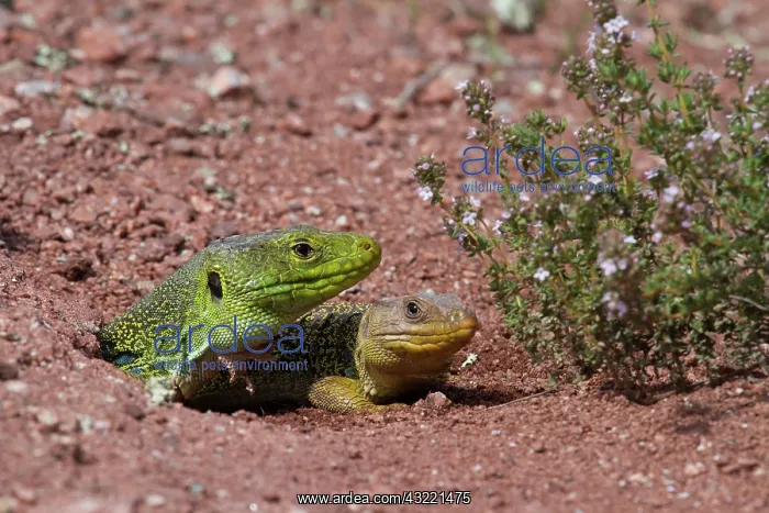 : Ocellated lizards couple on ground Plaine des Maures : Ocellated lizards couple on ground Plaine des Maures