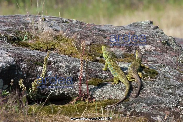 : Ocellated lizards couple on rock Plaine des Maures : Ocellated lizards couple on rock Plaine des Maures