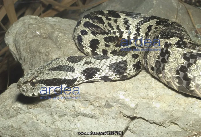  : Ocellated Mountain Viper (Vipera wagneri)