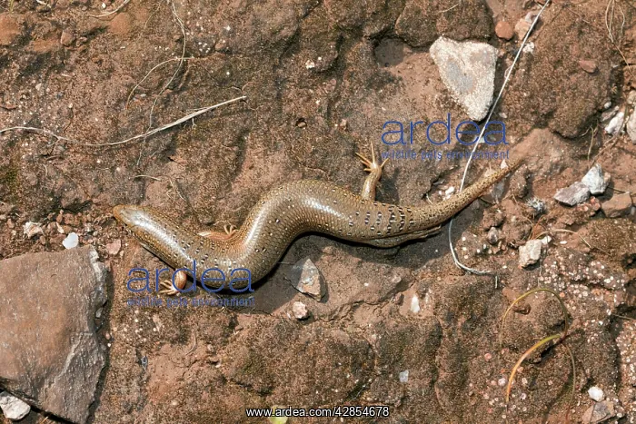 : Ocellated skink : Ocellated skink