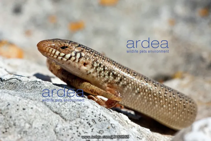 : Ocellated Skink : Ocellated Skink