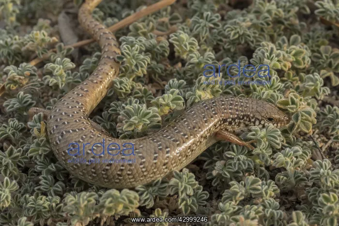 : An Ocellated skink, Chalcides ocellatus, in coastal : An Ocellated skink, Chalcides ocellatus, in coastal