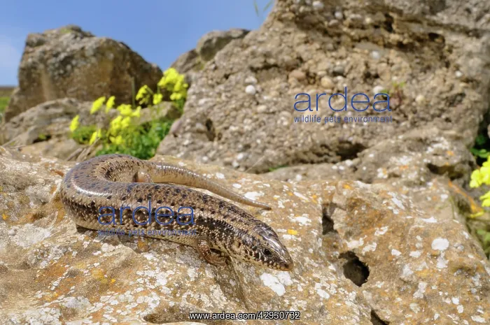 : Ocellated Skink - in habitat : Ocellated Skink - in habitat