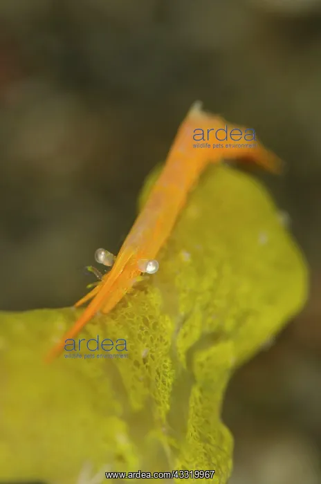 : Ocellated Tozeuma Shrimp - on sponge with algal symbiont : Ocellated Tozeuma Shrimp - on sponge with algal symbiont