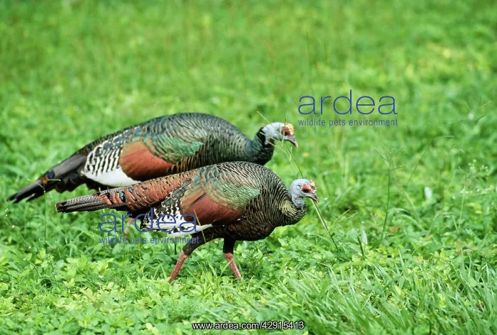 : OCELLATED TURKEY : OCELLATED TURKEY