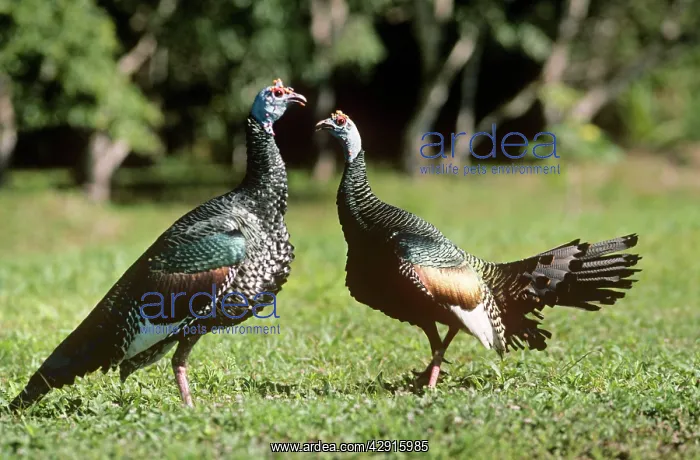 : Ocellated turkey : Ocellated turkey