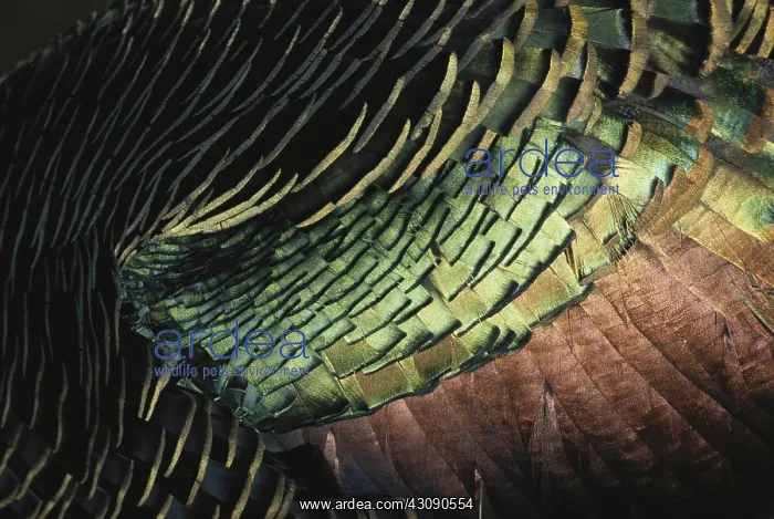 : Ocellated Turkey : Ocellated Turkey