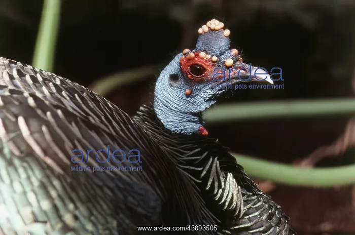 : Ocellated Turkey : Ocellated Turkey