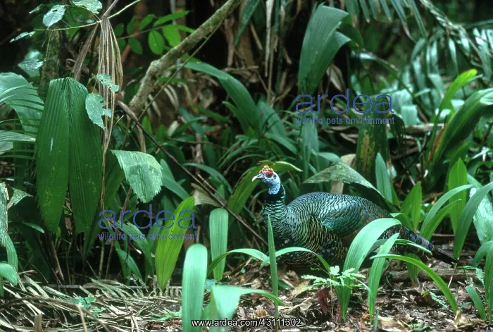 : Ocellated Turkey : Ocellated Turkey