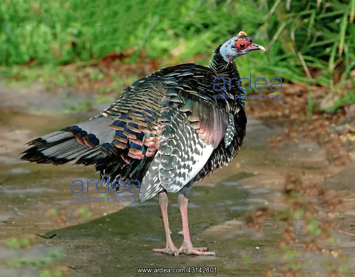 : Ocellated Turkey : Ocellated Turkey