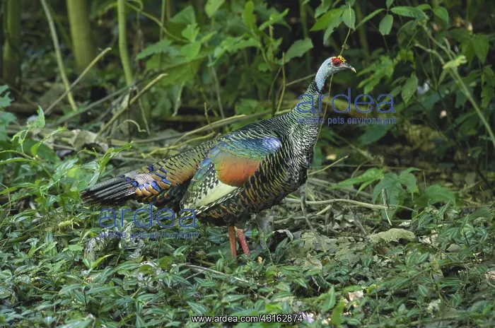 : Ocellated Turkey : Ocellated Turkey