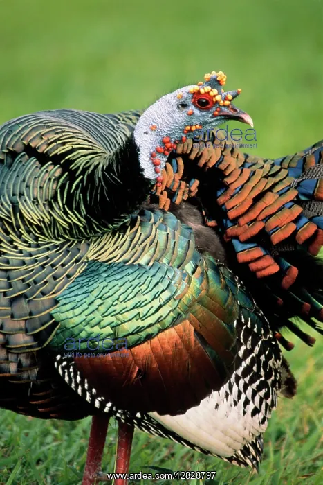: OCELLATED TURKEY - male, close-up : OCELLATED TURKEY - male, close-up