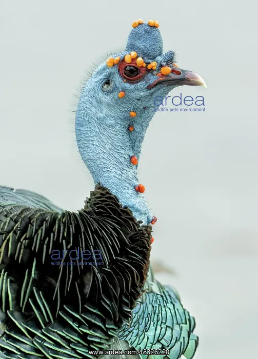 : Ocellated Turkey (Meleagris ocellata), Guatemala : Ocellated Turkey (Meleagris ocellata), Guatemala