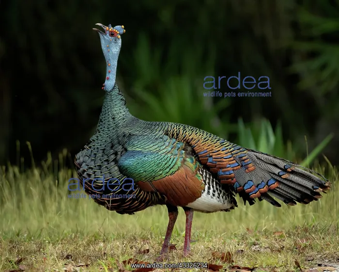 : Ocellated Turkey (Meleagris ocellata), male? cal : Ocellated Turkey (Meleagris ocellata), male? cal