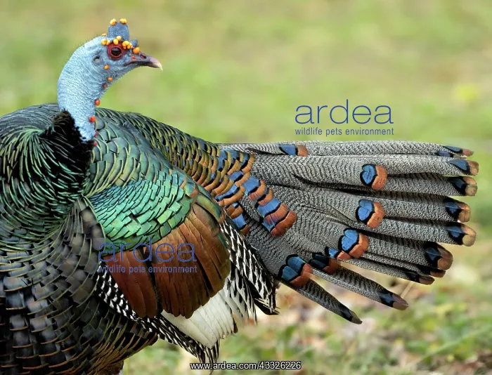  : Ocellated Turkey (Meleagris ocellata), male? pre