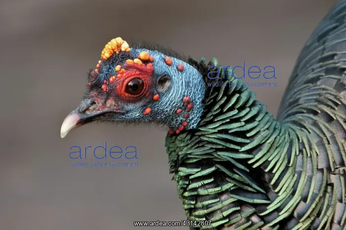 : Ocellated Turkey Portrait : Ocellated Turkey Portrait