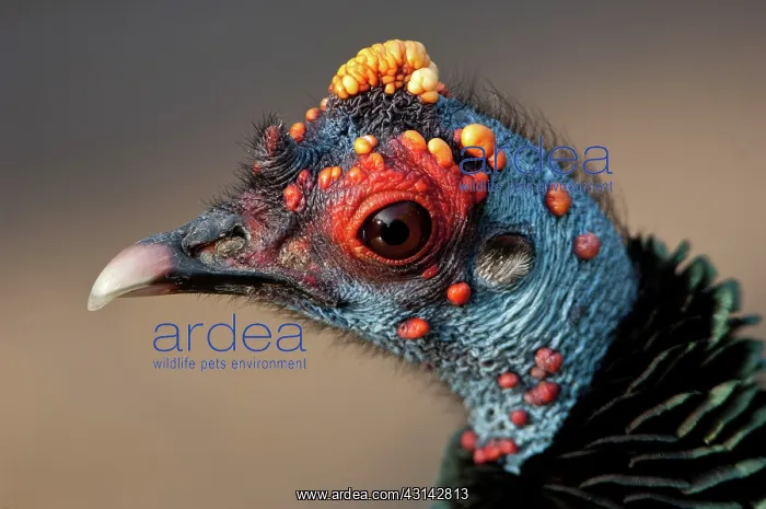 : Ocellated Turkey Portrait : Ocellated Turkey Portrait