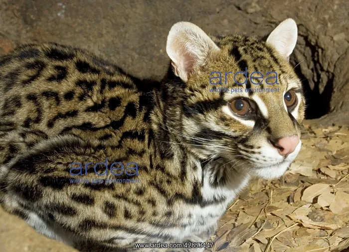 : Ocelot (Leopardus pardalis albescens). Mexican subspecies; almost extinct in USA : Ocelot (Leopardus pardalis albescens). Mexican subspecies; almost extinct in USA