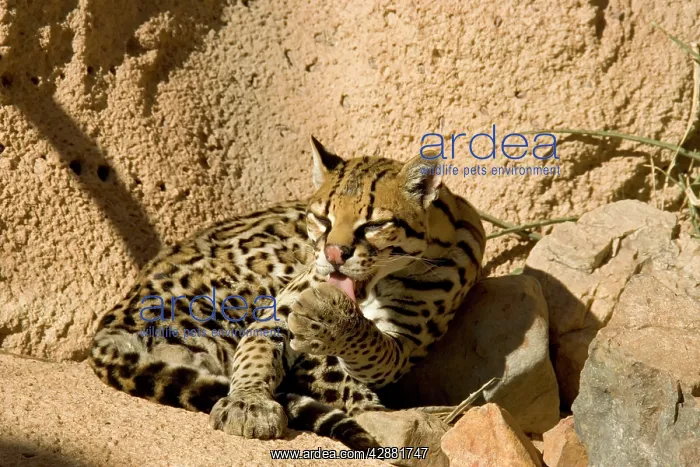 : Ocelot (Felis pardalis). Its range extends from southern Texas to every : Ocelot (Felis pardalis). Its range extends from southern Texas to every