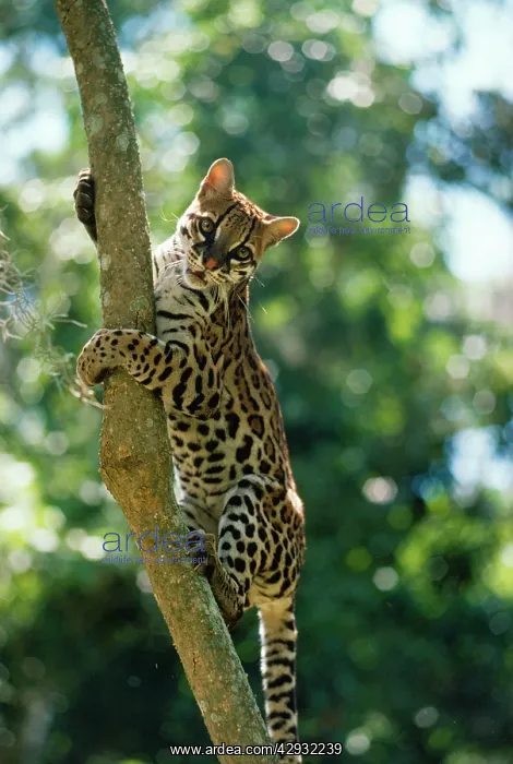 : Ocelot (Felis pardalis). Venezuela. Latin formerly: Leopardus pardalis : Ocelot (Felis pardalis). Venezuela. Latin formerly: Leopardus pardalis