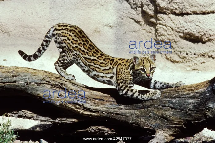 : Ocelot (Felis pardalis) : Ocelot (Felis pardalis)