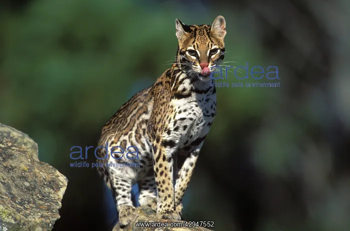 : Ocelot (Felis pardalis). Range: Tropical America : Ocelot (Felis pardalis). Range: Tropical America