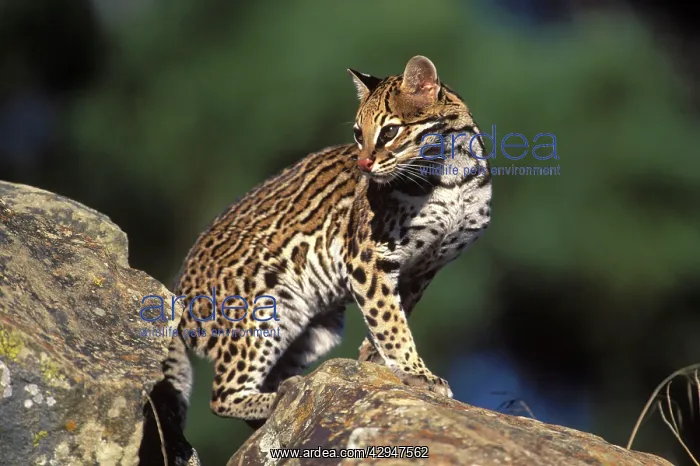 : Ocelot (Felis pardalis). Range: Tropical America : Ocelot (Felis pardalis). Range: Tropical America