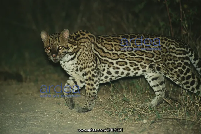 : Ocelot (Leopardus pardalis), Brazil, Mato Grosso, Pantanal : Ocelot (Leopardus pardalis), Brazil, Mato Grosso, Pantanal