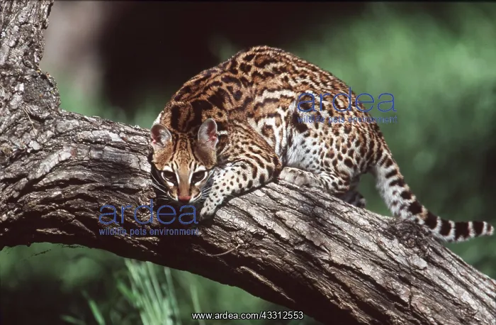 : OCELOT - climbing over log : OCELOT - climbing over log