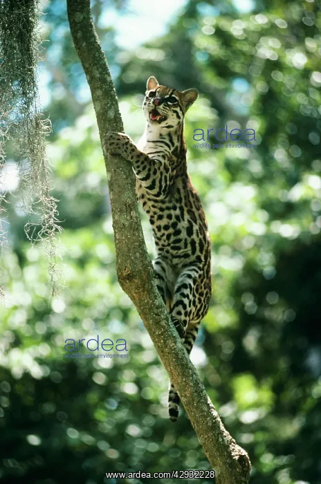 : Ocelot - climbing a tree : Ocelot - climbing a tree