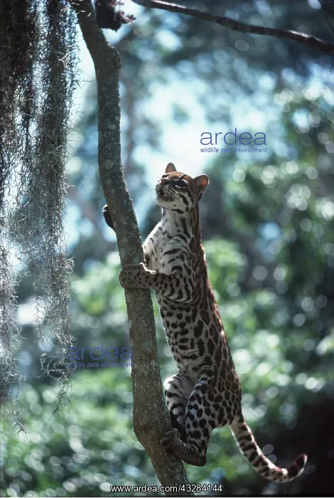 : OCELOT - climbs tree : OCELOT - climbs tree