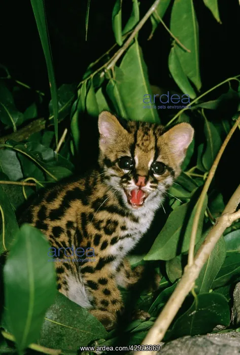 : Ocelot - cub : Ocelot - cub