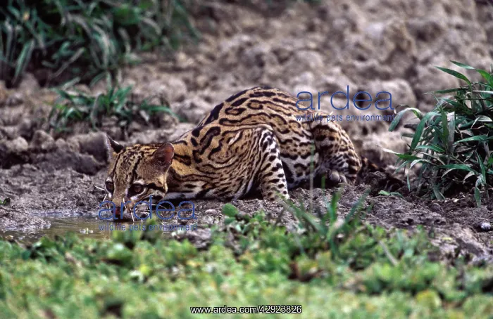 : Ocelot - Drinking from a shrinking pond at the : Ocelot - Drinking from a shrinking pond at the