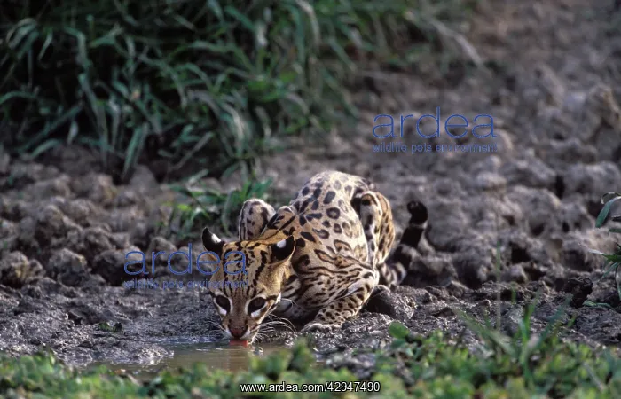 : Ocelot - Drinking from a shrinking pond, at the : Ocelot - Drinking from a shrinking pond, at the