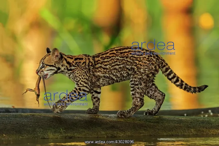 : Ocelot / Dwarf Leopard, with captured lizard, juvenile : Ocelot / Dwarf Leopard, with captured lizard, juvenile