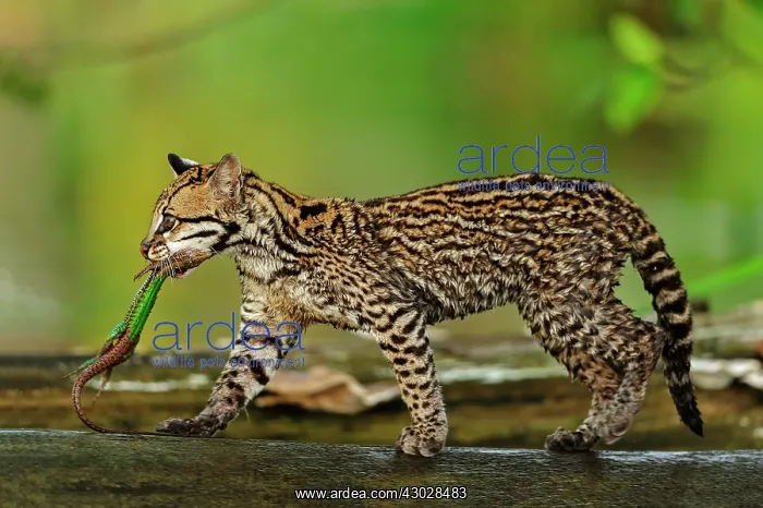 : Ocelot / Dwarf Leopard, with captured lizard, juvenile : Ocelot / Dwarf Leopard, with captured lizard, juvenile