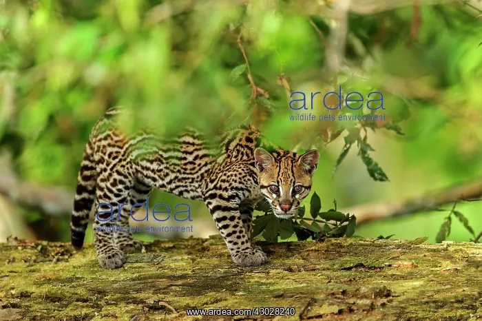  : Ocelot  /  Dwarf Leopard, juvenile, flooded forest