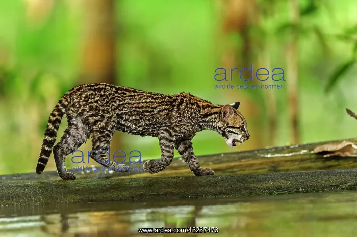 : Ocelot / Dwarf Leopard, juvenile, flooded forest : Ocelot / Dwarf Leopard, juvenile, flooded forest