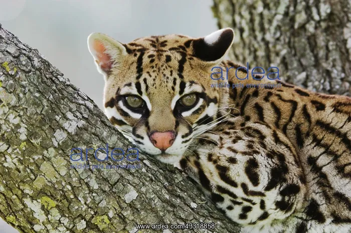 : Ocelot (Felis pardalis), captive, female resting : Ocelot (Felis pardalis), captive, female resting