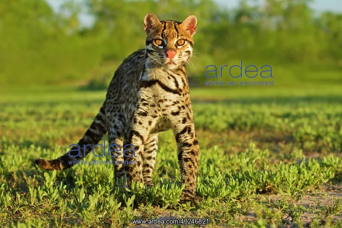  : Ocelot (Felis pardalis) endangered species