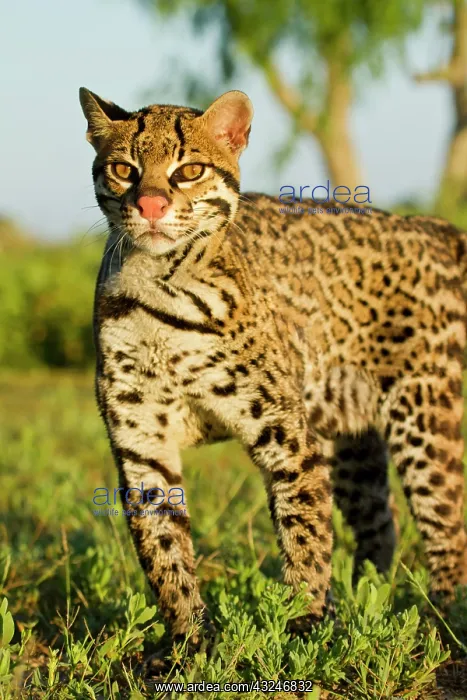 : Ocelot (Felis pardalis) endangered species : Ocelot (Felis pardalis) endangered species
