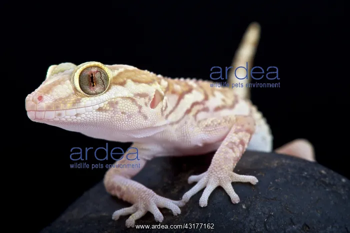 : Ocelot gecko (Paroedura pictus), Madagascar : Ocelot gecko (Paroedura pictus), Madagascar