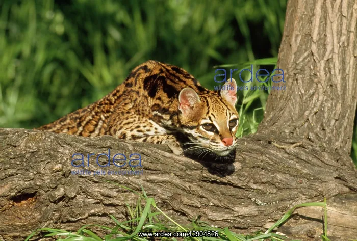 : OCELOT - LOOKING OVER LOG : OCELOT - LOOKING OVER LOG