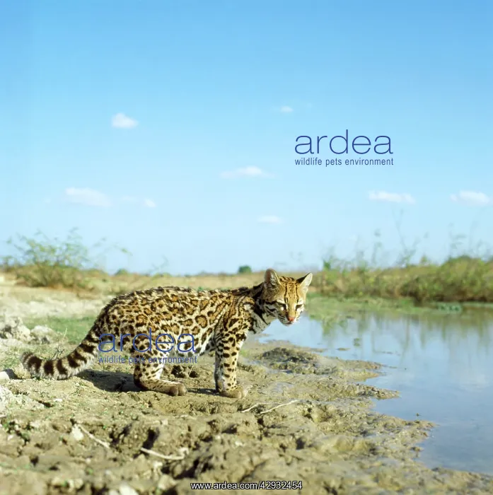  : OCELOT NEAR WATER