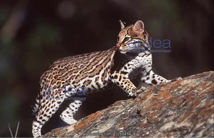 : OCELOT - on rocks : OCELOT - on rocks